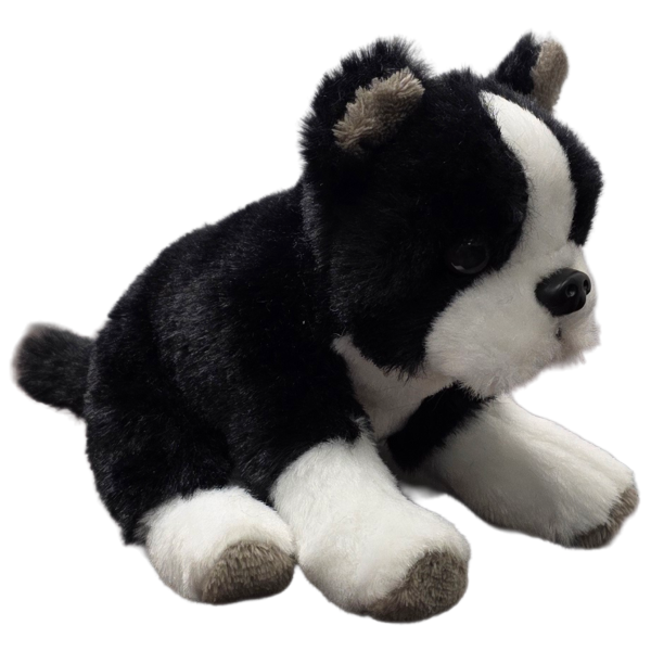 Canned Boston Terrier - Image 5