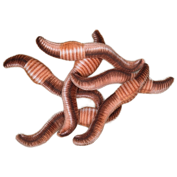 Can O' Worms - Image 5